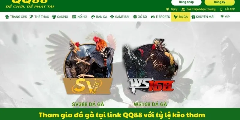 Sảnh đá gà trực tiếp QQ88 truyền hình Full HD từ các đấu trường Thomo Campuchia và Philippines